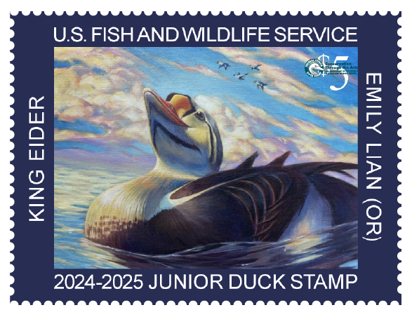 Junior Duck Stamp with a King Eider painted by Emily Lian (c) USFWS.png